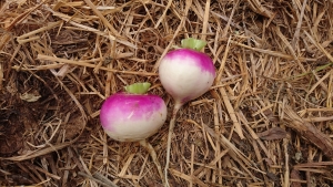 Miniature Navet violet BIO - 1 kg