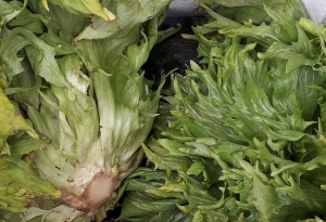 Miniature Salade BIO