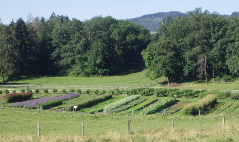 Plantes aromatiques et médicinales