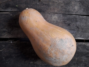 Livraison Butternut - la pièce