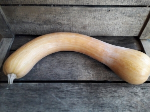 Livraison Courge longue de nice BIO - 1 kg