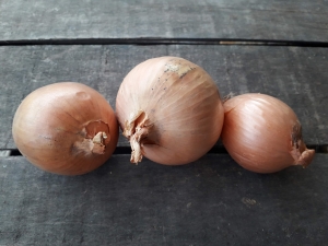 Livraison Oignons jaune BIO - 0,5 kg