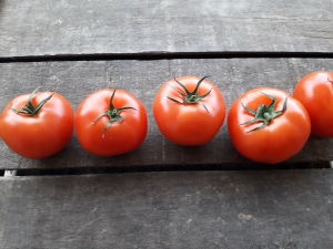 Livraison Tomates ronde - 1 kg